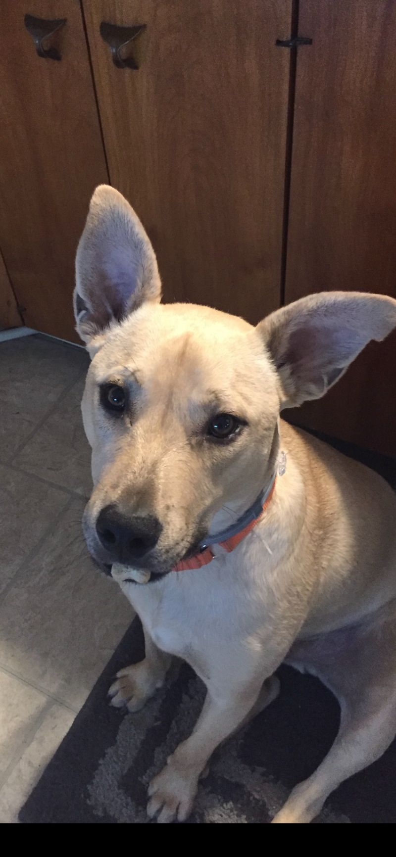 Sammy