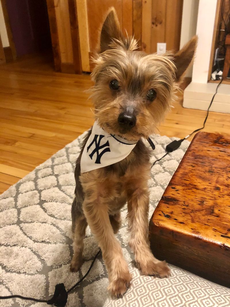 Teddy