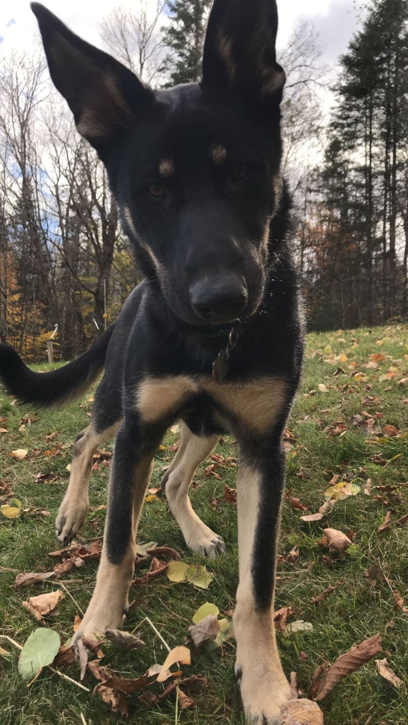 Timber