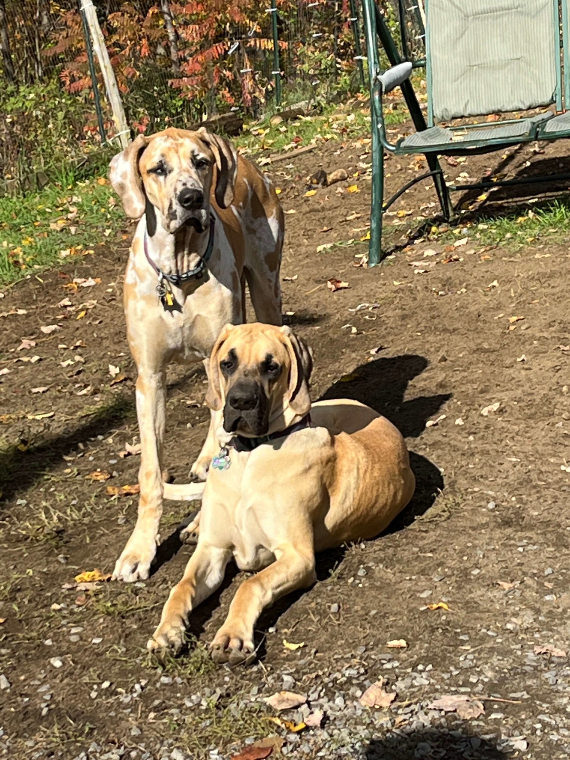 Juliet and Bandit