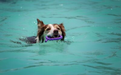 Ensuring Pet Safety During Swimming