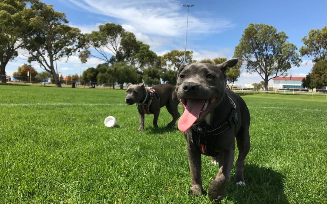 Ensure a Safe and Fun Experience: 4 Vital Tips for Dog Park Safety