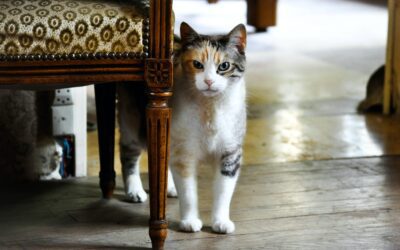 The Definitive Handbook: Welcoming a New Cat into Your Home