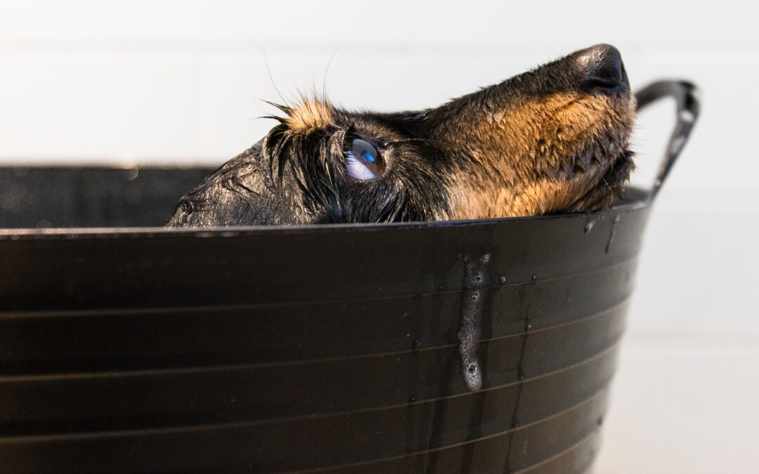 The Best Shampoo for Bath Time with Your Dog: A Guide