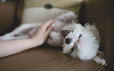 Understanding and Alleviating Your Pet’s Itchy Skin