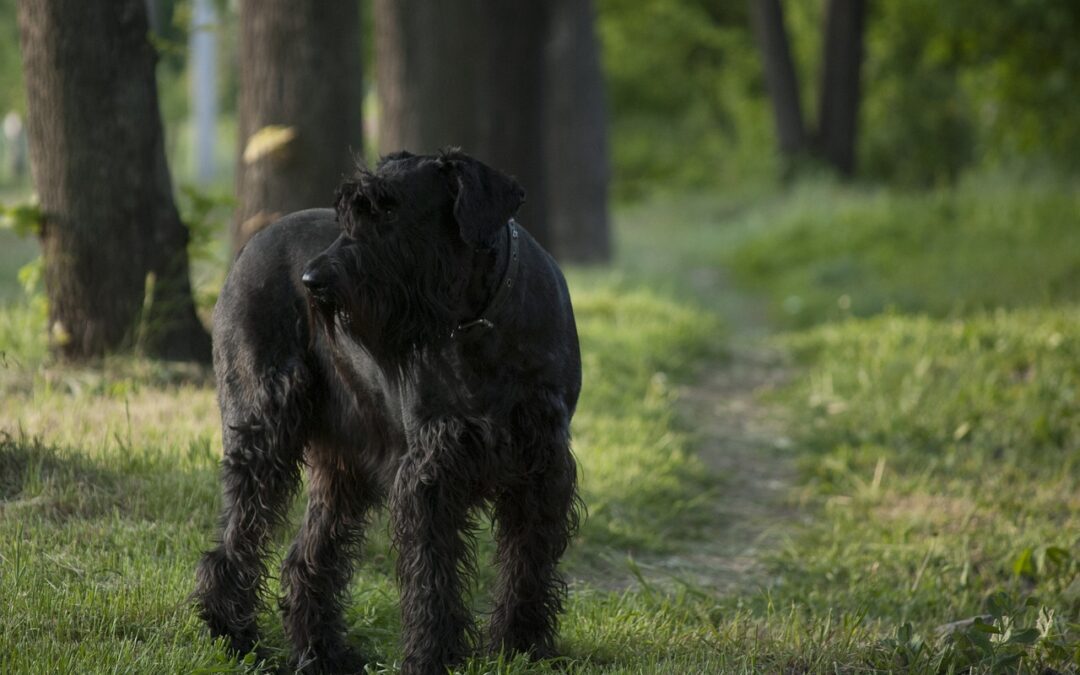 Coping with a Lyme Disease Diagnosis in Your Dog