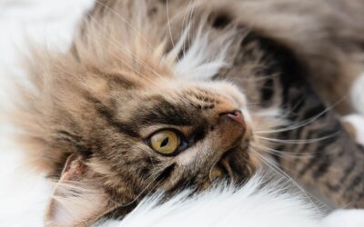 Why Your Cat is Less Likely to Get Lyme Disease Compared to Dogs