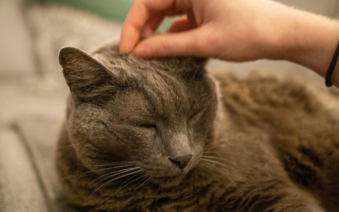 Grey cat with eyes closed as owner pets them